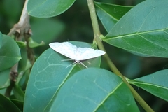 Idaea seriata