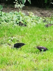 Sturnus vulgaris