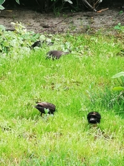 Sturnus vulgaris