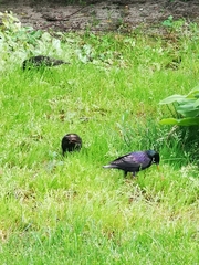 Sturnus vulgaris