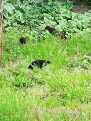Sturnus vulgaris