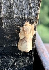 Malacosoma californica