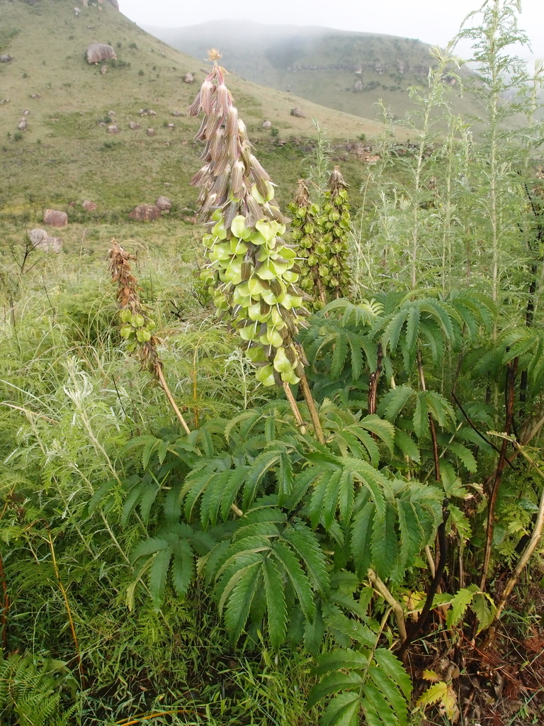Drakensberg Honeyflower