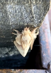 Malacosoma californica