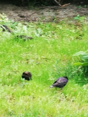 Sturnus vulgaris