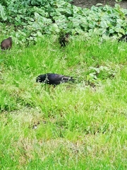 Sturnus vulgaris