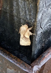 Malacosoma californica
