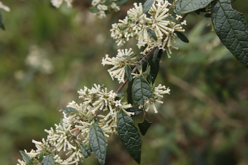 Buddleja auriculata Benth.
