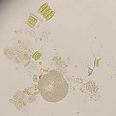 Desmodesmus protuberans