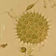 Pseudopediastrum boryanum longicorne