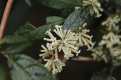Buddleja auriculata