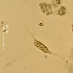 Desmodesmus protuberans