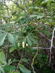 Manihot chlorosticta