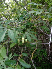 Manihot chlorosticta