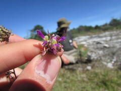 Dalea dorycnioides