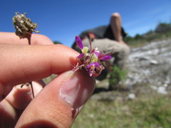Dalea dorycnioides