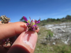 Dalea dorycnioides