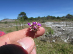 Dalea dorycnioides
