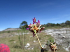 Dalea dorycnioides