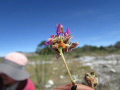 Dalea dorycnioides