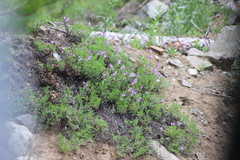 Penstemon fruticosus