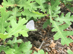 Celastrina echo cinerea