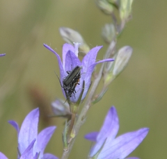 Oedemera