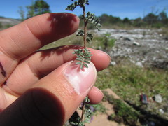Dalea dorycnioides