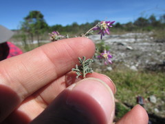 Dalea dorycnioides