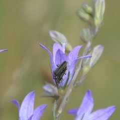 Oedemera