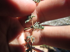 Dalea dorycnioides
