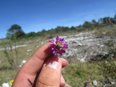 Dalea dorycnioides