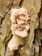 Dendroctonus terebrans