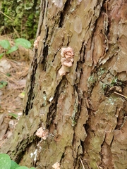 Dendroctonus terebrans