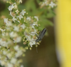 Oedemera