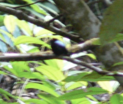 Chiroxiphia pareola