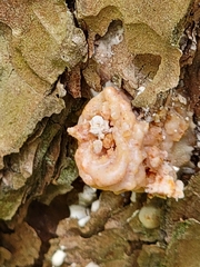 Dendroctonus terebrans