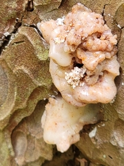 Dendroctonus terebrans