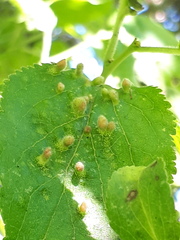 Eriophyes prunianus