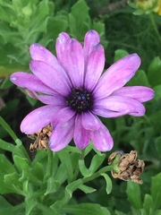 Dimorphotheca ecklonis