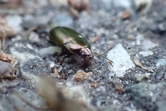 Amara aenea