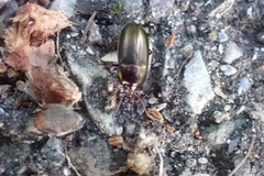 Amara aenea