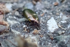 Amara aenea
