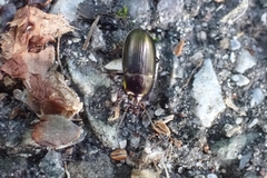 Amara aenea
