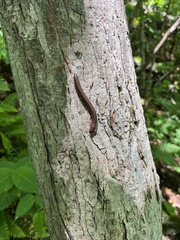 Pseudopolydesmus canadensis