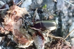 Amara aenea