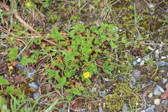 Ranunculus suksdorfii
