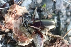 Amara aenea