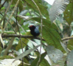 Chiroxiphia pareola