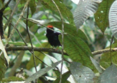 Chiroxiphia pareola